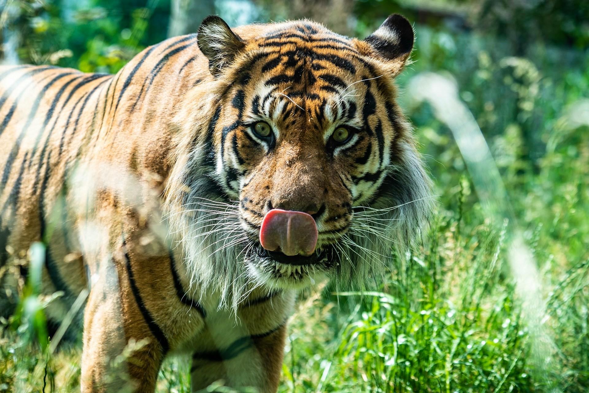 London Explorers Wildlife London Zoo The Cumberland Blog Image 4
