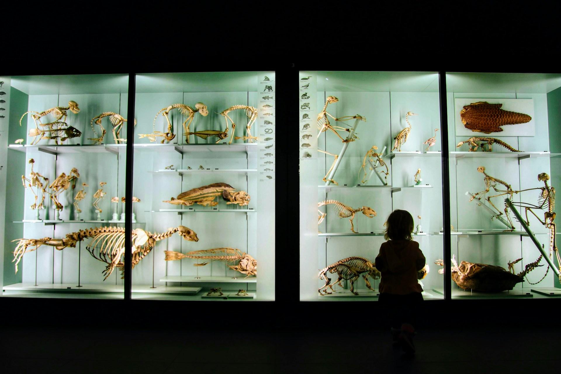 London Explorers Wildlife London Zoo The Cumberland Blog Image