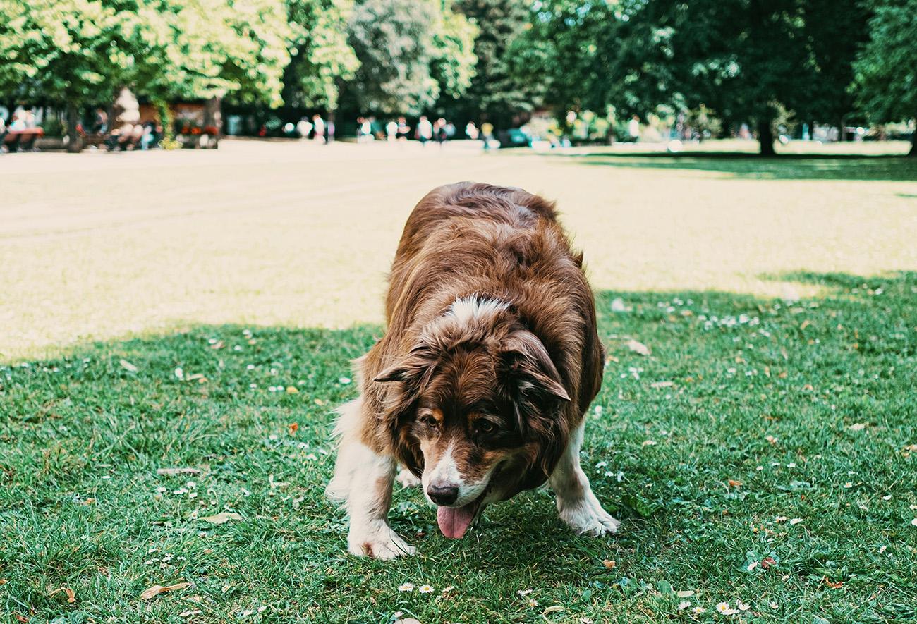 Dog playing in a large park
