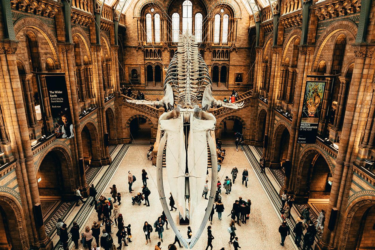 The giant whale skeleton at the Natural History Museum