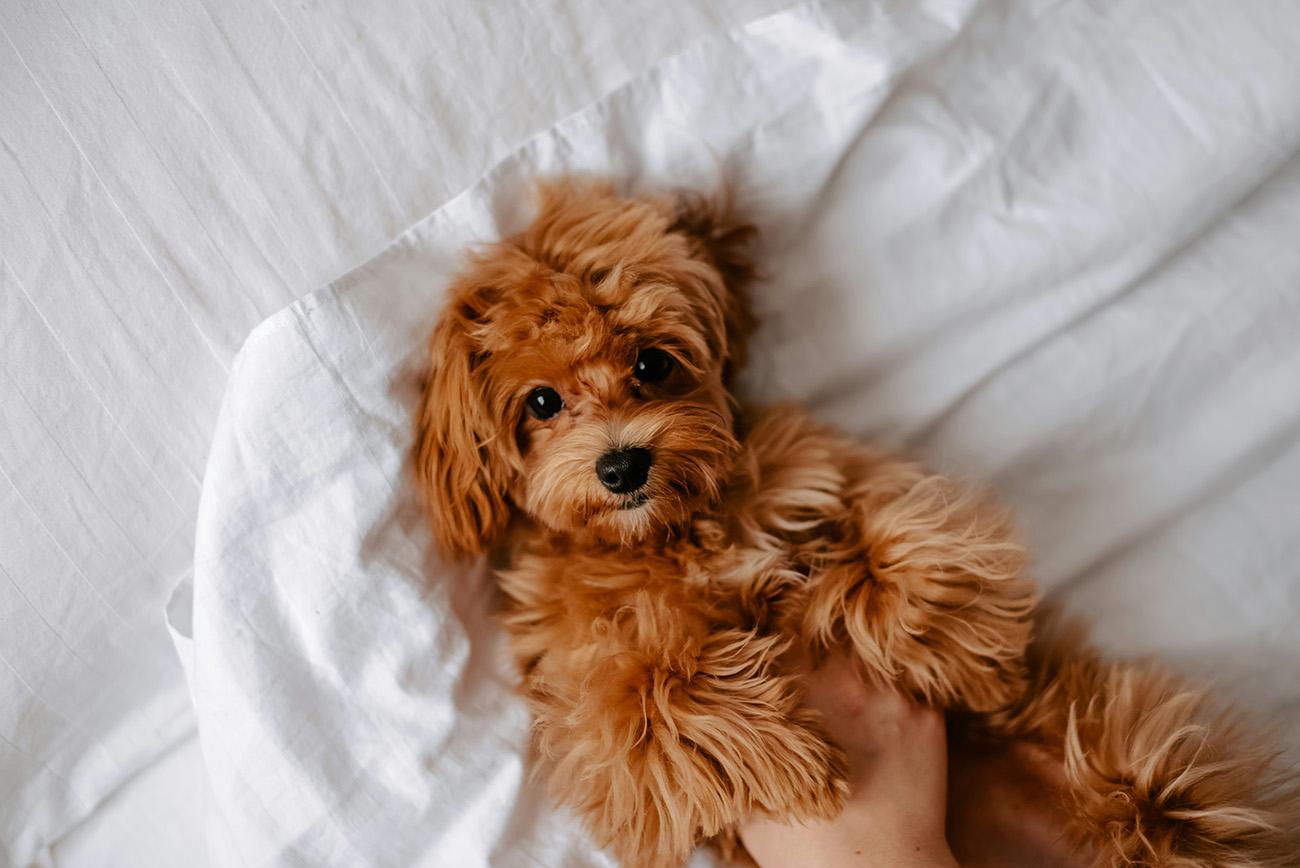 Cute brown puppy in a bed with crisp white sheets